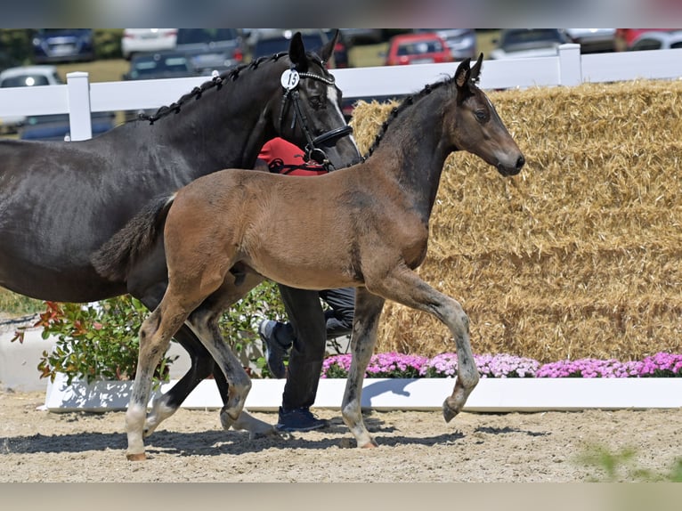 Koń oldenburski Ogier  Gniada in Seeheim-Jugenheim