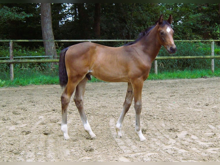 Koń oldenburski Ogier Źrebak (05/2026) Gniada in Elsfleth