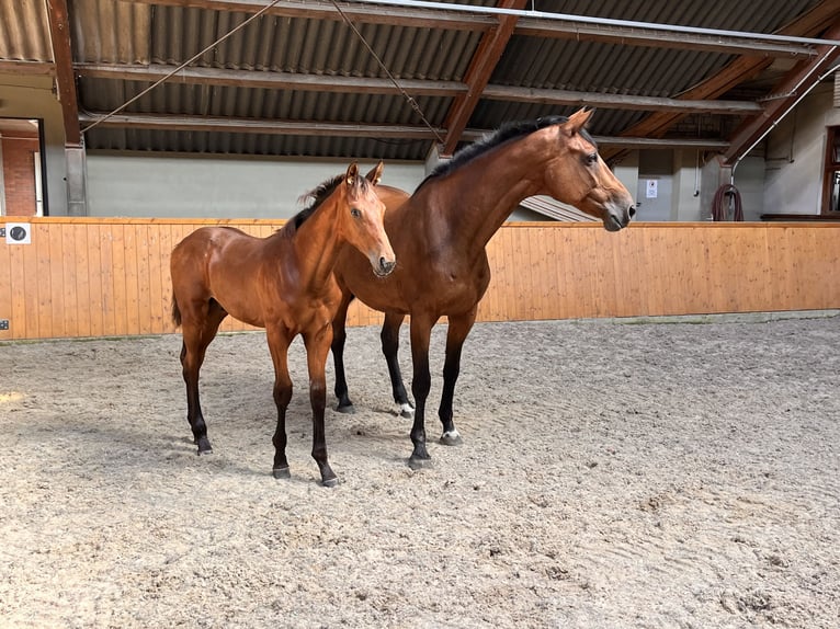 Koń oldenburski Ogier Źrebak (05/2024) Gniada in Uelsen