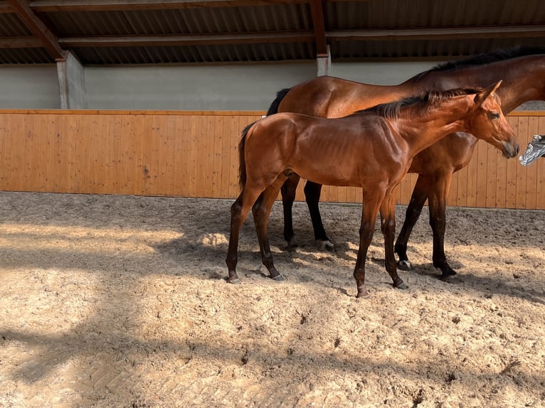 Koń oldenburski Ogier Źrebak (05/2024) Gniada in Uelsen