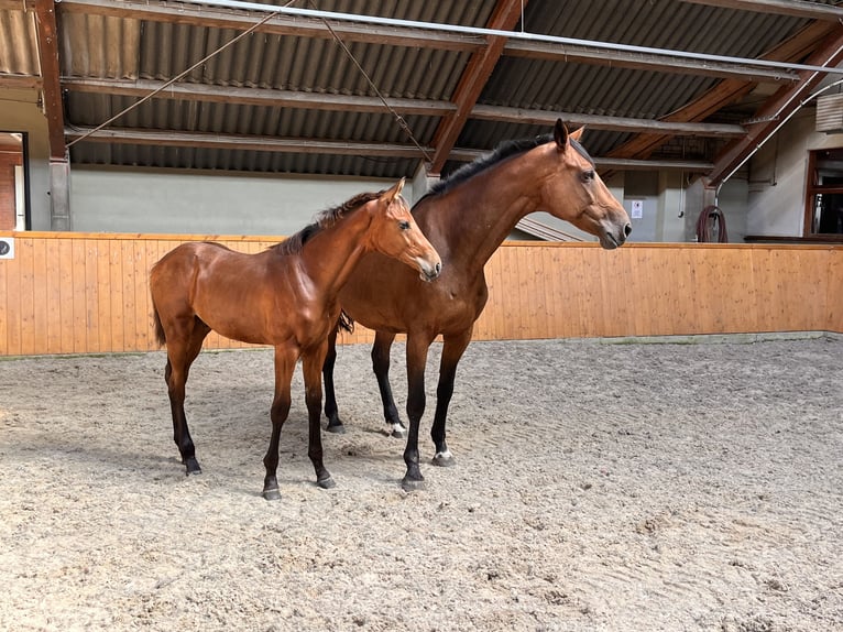 Koń oldenburski Ogier Źrebak (05/2024) Gniada in Uelsen