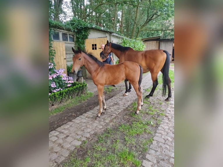 Koń oldenburski Ogier Źrebak (04/2024) Jasnogniada in Geel