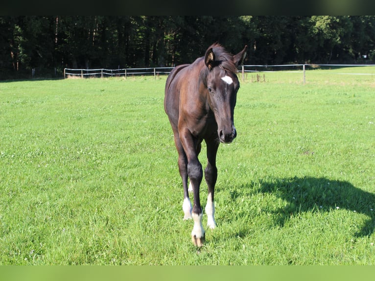 Koń oldenburski Ogier Źrebak (04/2025) Kara in Westerstede