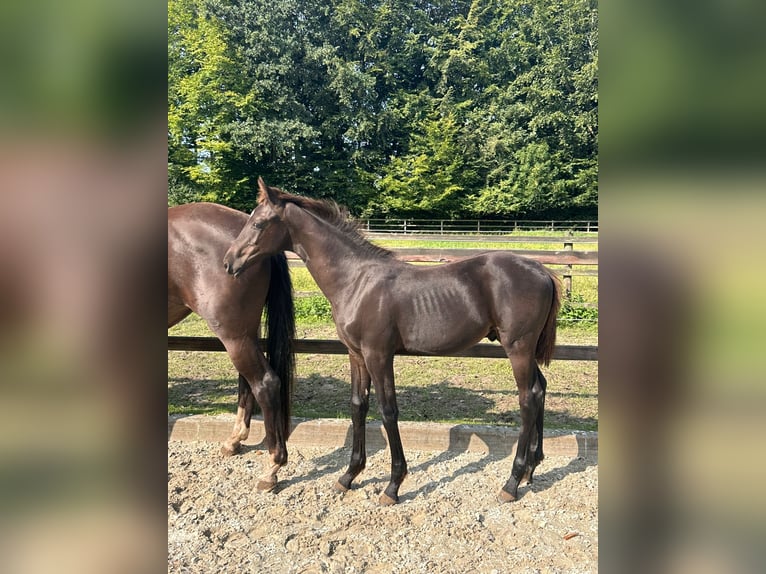 Koń oldenburski Ogier  Kara in Cloppenburg