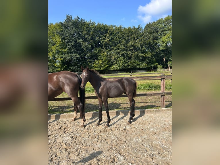 Koń oldenburski Ogier  Kara in Cloppenburg