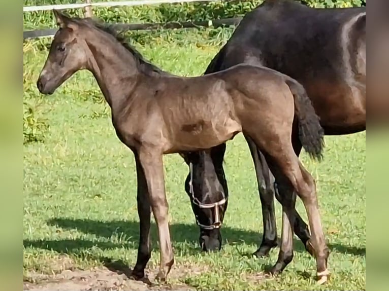 Koń oldenburski Ogier Źrebak (06/2024) Kara in Garrel