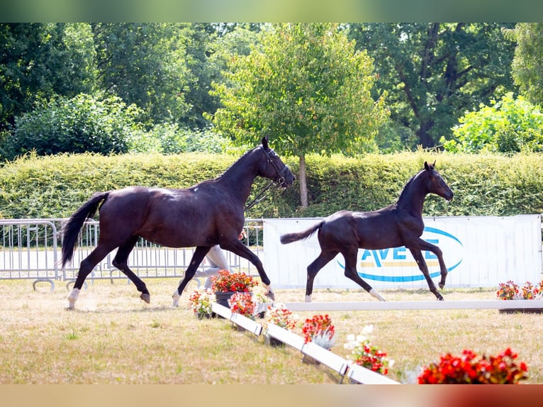 Koń oldenburski Ogier Źrebak (03/2025) Kara in Bree