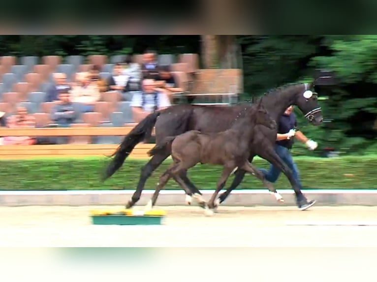 Koń oldenburski Ogier Źrebak (05/2025) Kara in Edertal