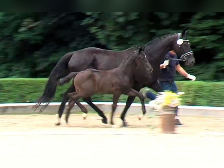 Koń oldenburski Ogier Źrebak (05/2025) Kara in Edertal