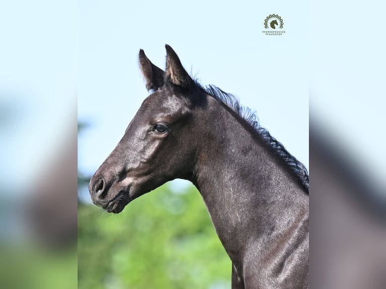 Koń oldenburski Ogier Źrebak (05/2026) Kara in Reichenwalde
