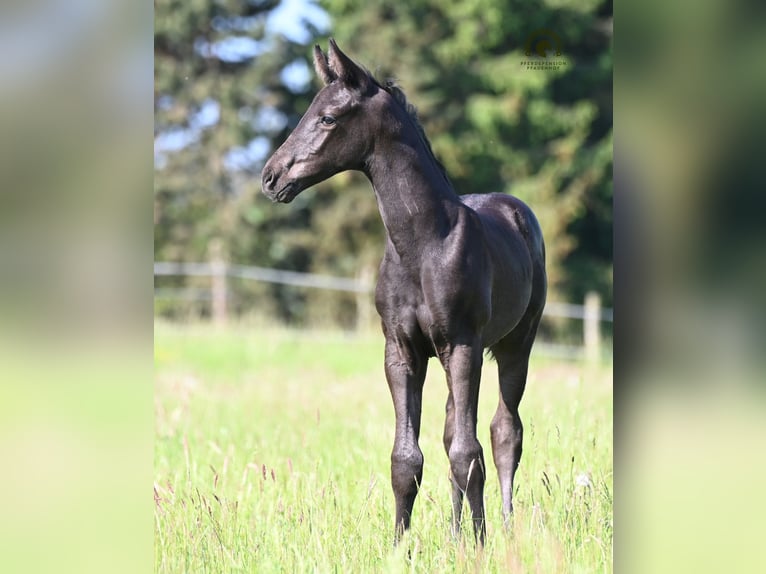 Koń oldenburski Ogier Źrebak (05/2026) Kara in Reichenwalde