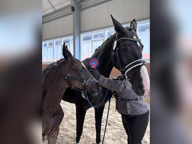 Koń oldenburski Ogier Źrebak (02/2024) Kara in Wülfrath