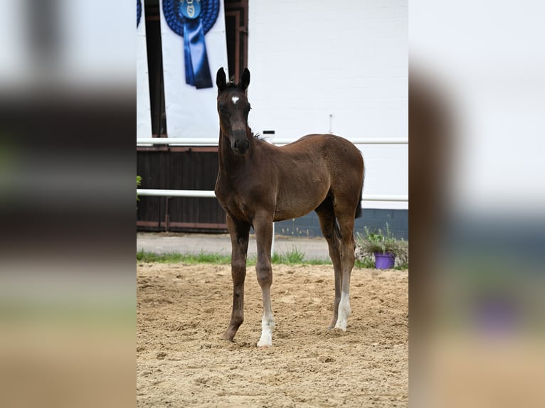 Koń oldenburski Ogier Źrebak (04/2026) Kara in Seeheim-Jugenheim