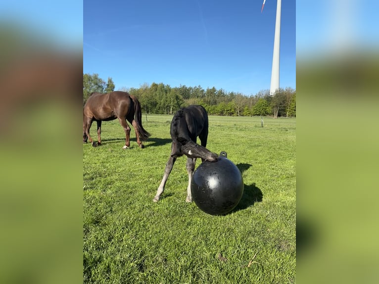 Koń oldenburski Ogier Źrebak (04/2026) Kara in Stuhr