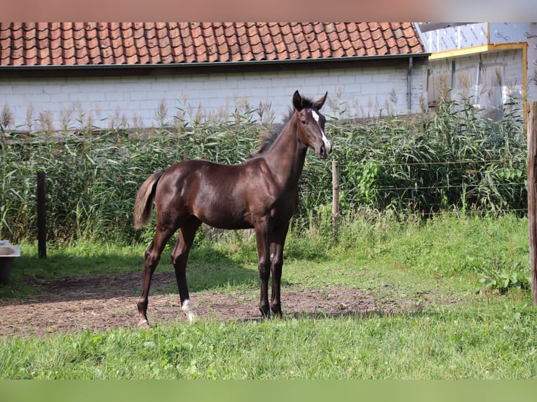 Koń oldenburski Ogier Źrebak (04/2024) Kara in zaffelare