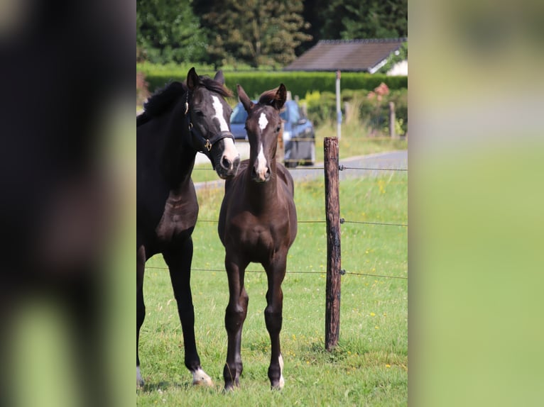 Koń oldenburski Ogier Źrebak (04/2024) Kara in zaffelare