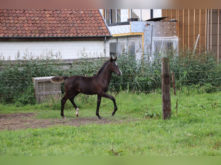 Koń oldenburski Ogier Źrebak (04/2024) Kara in zaffelare