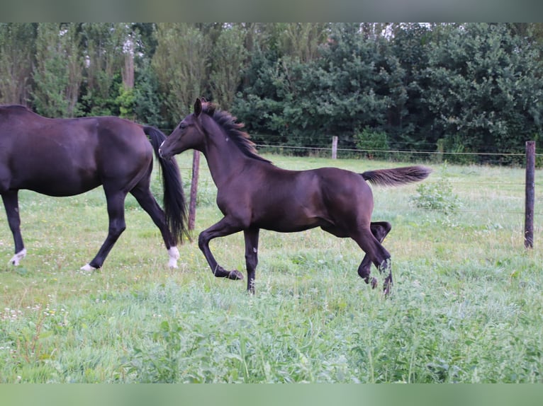 Koń oldenburski Ogier Źrebak (04/2024) Kara in zaffelare