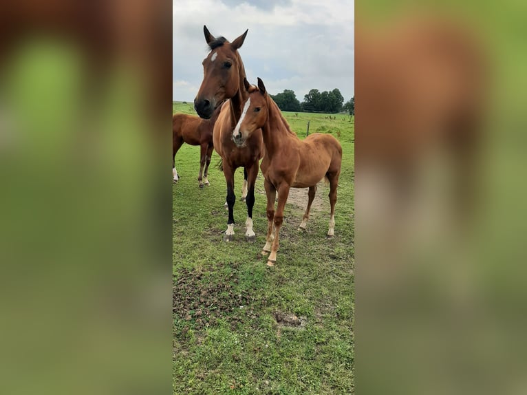 Koń oldenburski Ogier Źrebak (04/2024) Kasztanowata in Jemgum