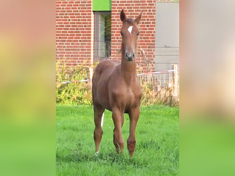 Koń oldenburski Ogier Źrebak (03/2024) Kasztanowata in Cloppenburg