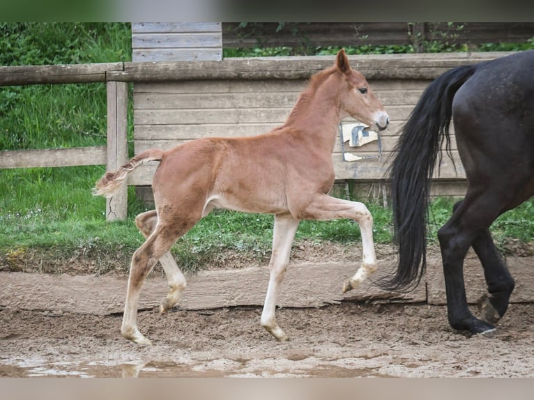 Koń oldenburski Ogier Źrebak (01/2024) Kasztanowata in Hetzerath