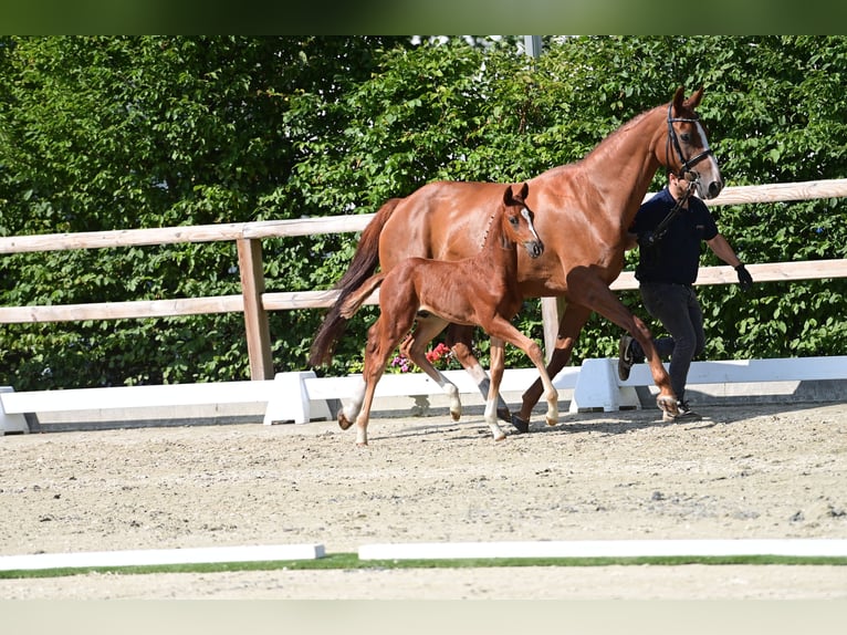 Koń oldenburski Ogier Źrebak (06/2025) Kasztanowata in Lohne (Oldenburg)