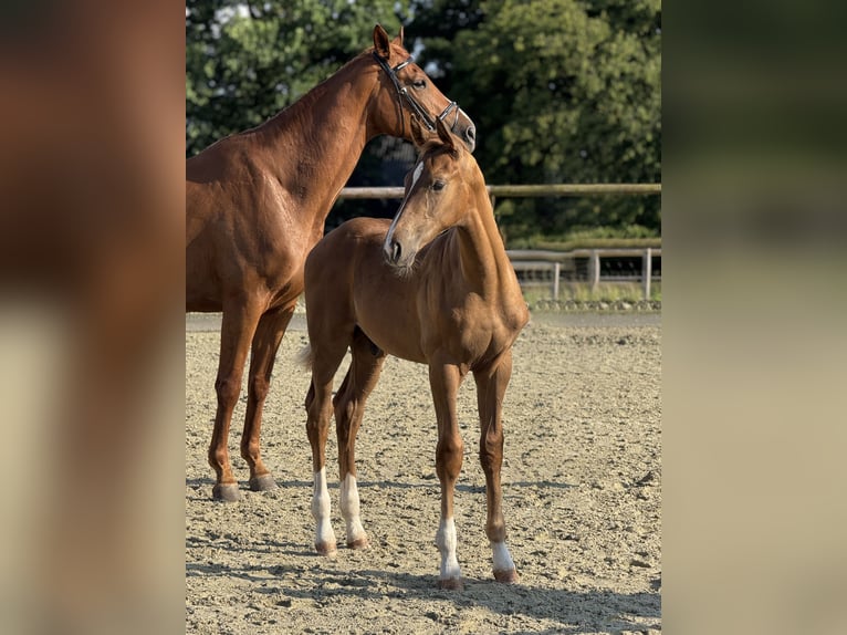 Koń oldenburski Ogier Źrebak (03/2025) Kasztanowata in L&#xFC;bbecke