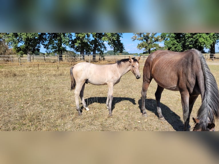 Koń oldenburski Ogier Źrebak (03/2026)  in Issum