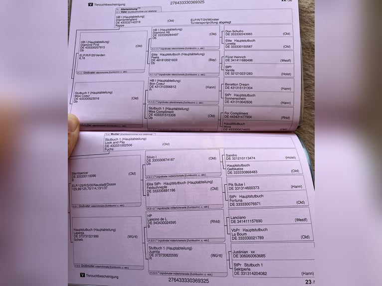 Koń oldenburski Ogier Źrebak (05/2025) in Oebisfelde