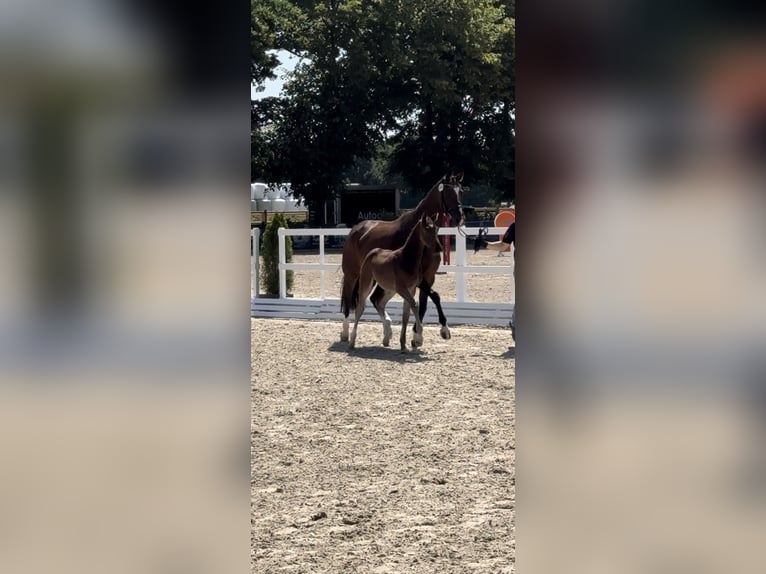 Koń oldenburski Ogier  in Petershagen