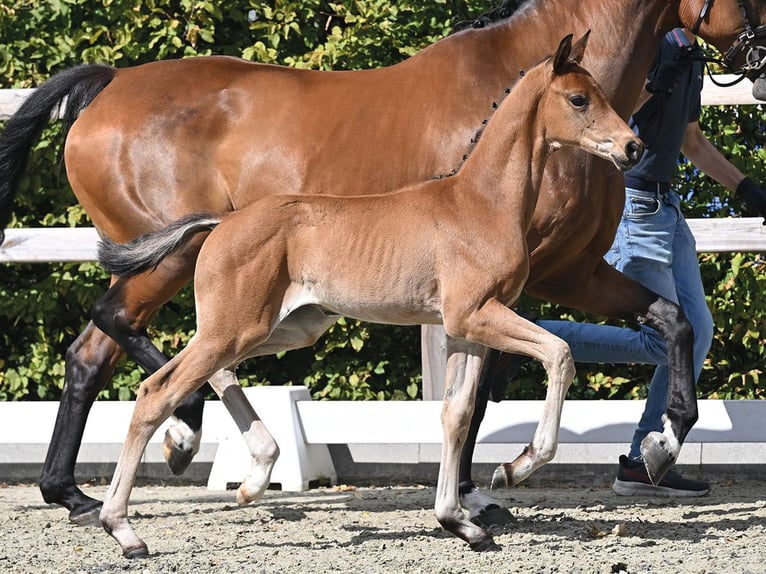 Koń oldenburski Ogier Źrebak (06/2026)  in Vechta