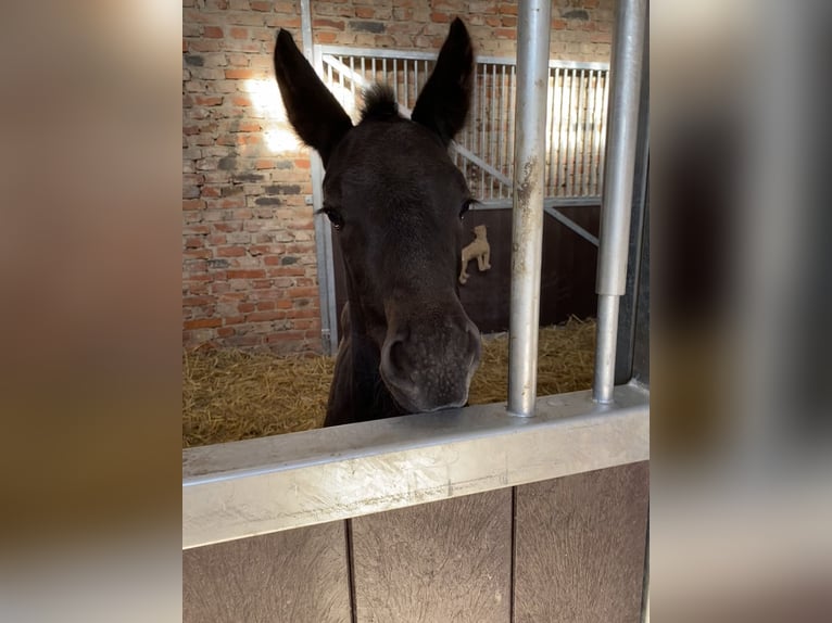 Koń oldenburski Ogier Źrebak (04/2025) Może być siwy in Burgwedel