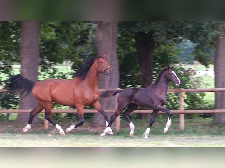 Koń oldenburski Ogier Źrebak (04/2025) Skarogniada in Cloppenburg