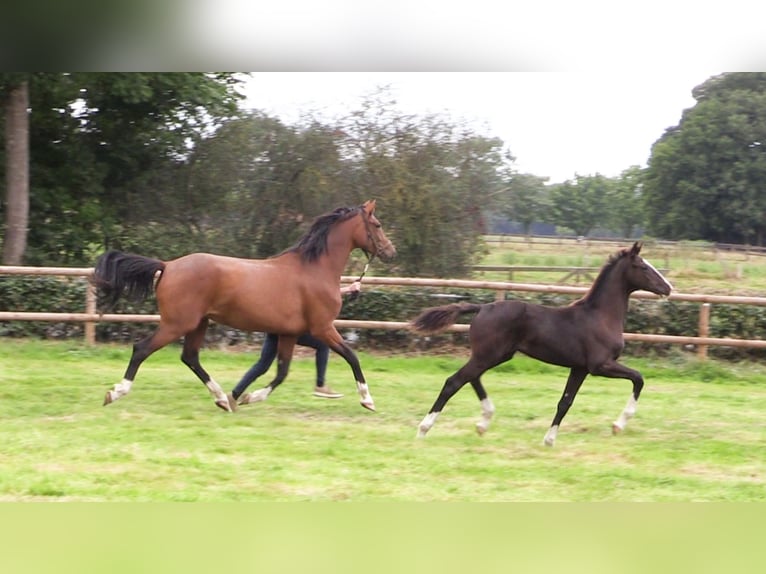 Koń oldenburski Ogier Źrebak (04/2025) Skarogniada in Cloppenburg