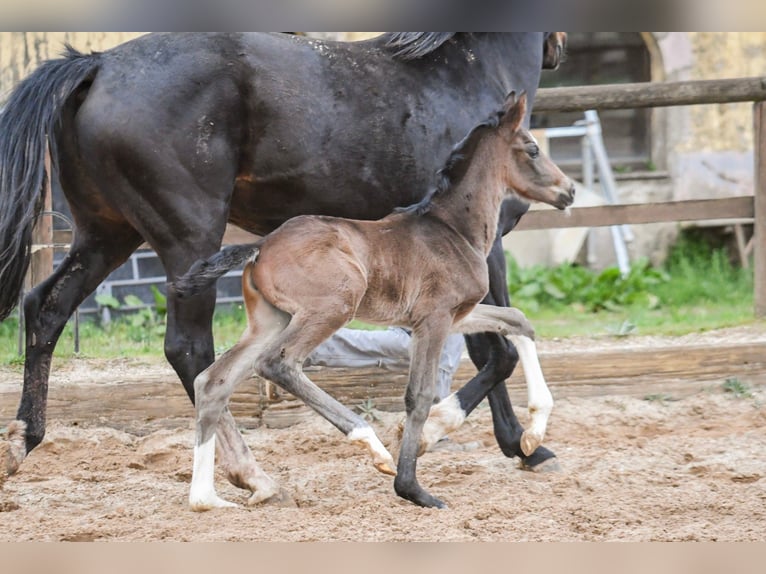 Koń oldenburski Ogier Źrebak (01/2024) Skarogniada in Hetzerath