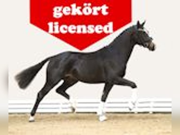 Koń oldenburski Ogier  Skarogniada in Löningen