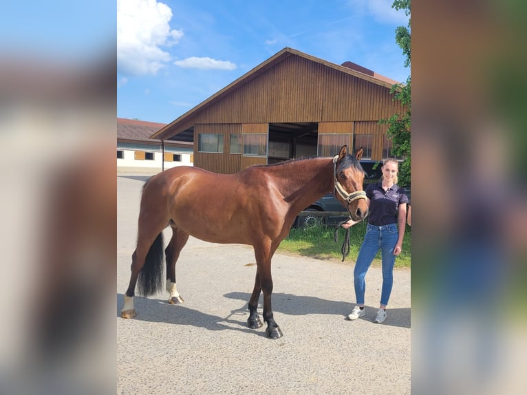 Koń oldenburski Mix Wałach 10 lat 155 cm Gniada in Dittelbrunn