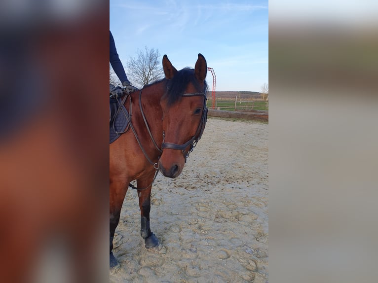 Koń oldenburski Mix Wałach 10 lat 155 cm Gniada in Kolitzheim