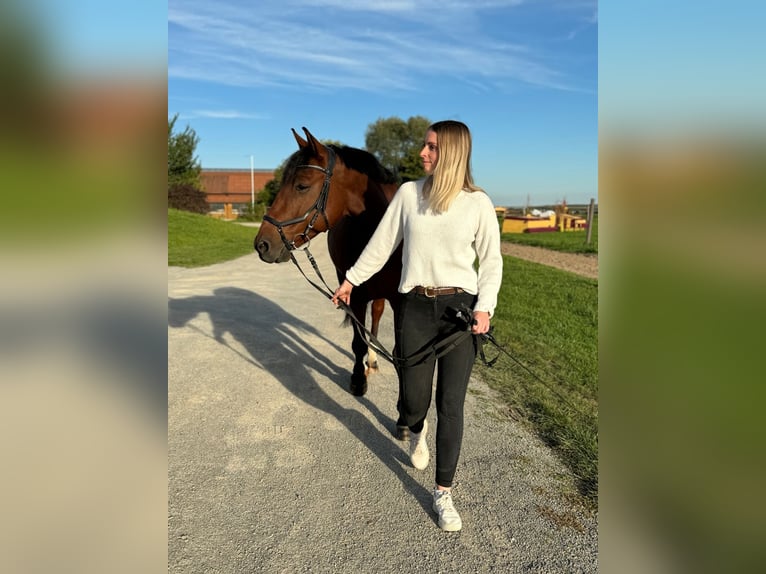 Koń oldenburski Mix Wałach 10 lat 155 cm Gniada in Kolitzheim