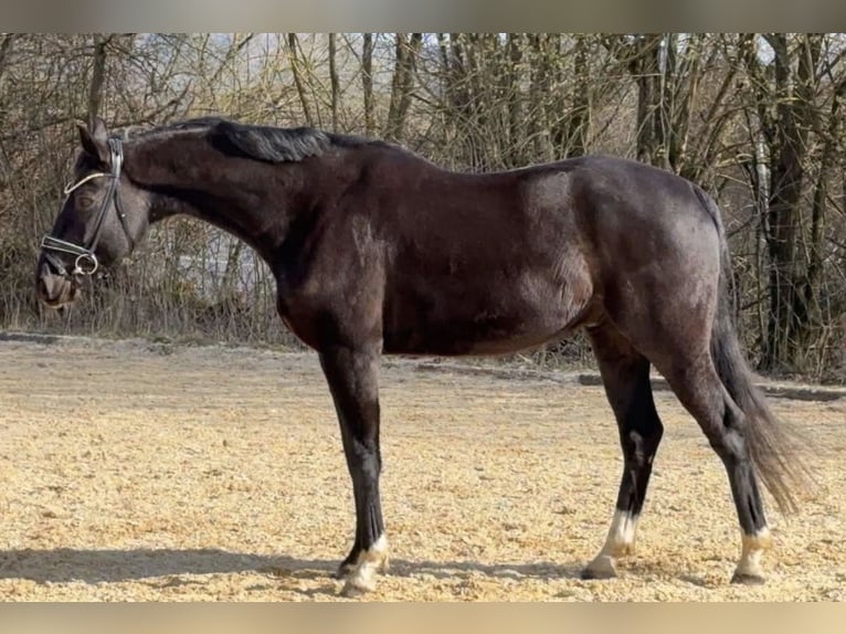 Koń oldenburski Wałach 10 lat 160 cm Kara in Schönthal