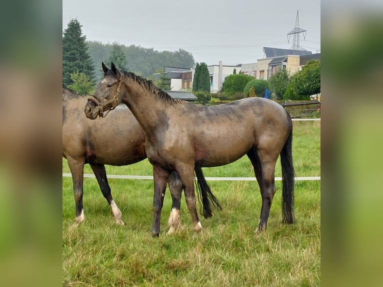 Koń oldenburski Wałach 10 lat 165 cm Kara in Bochum
