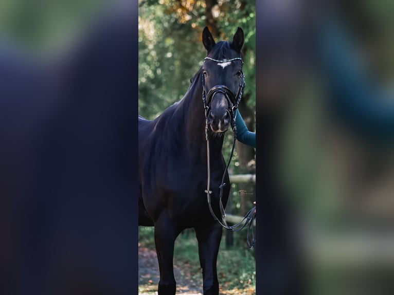 Koń oldenburski Wałach 10 lat 165 cm Kara in Bochum