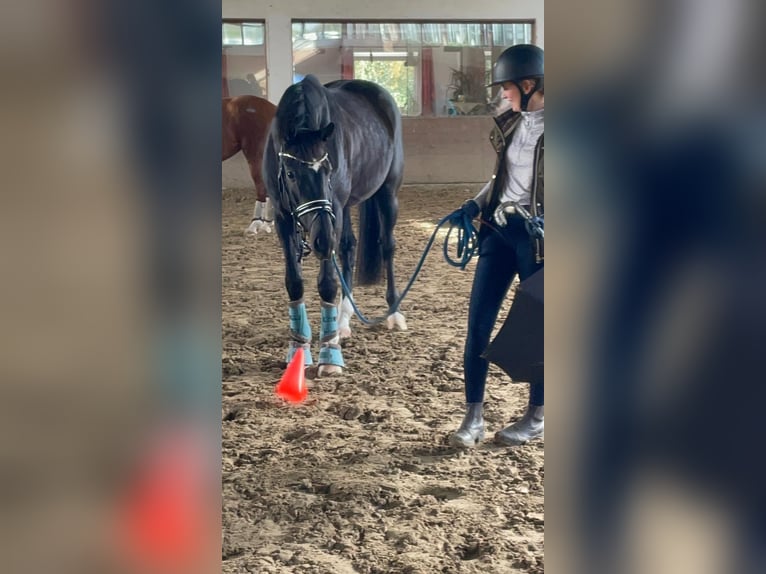 Koń oldenburski Wałach 10 lat 165 cm Kara in Bochum