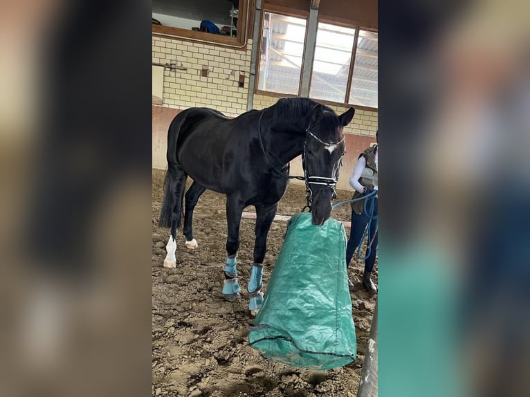 Koń oldenburski Wałach 10 lat 165 cm Kara in Bochum