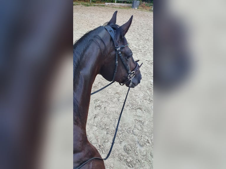 Koń oldenburski Wałach 10 lat 165 cm Kara in Bochum