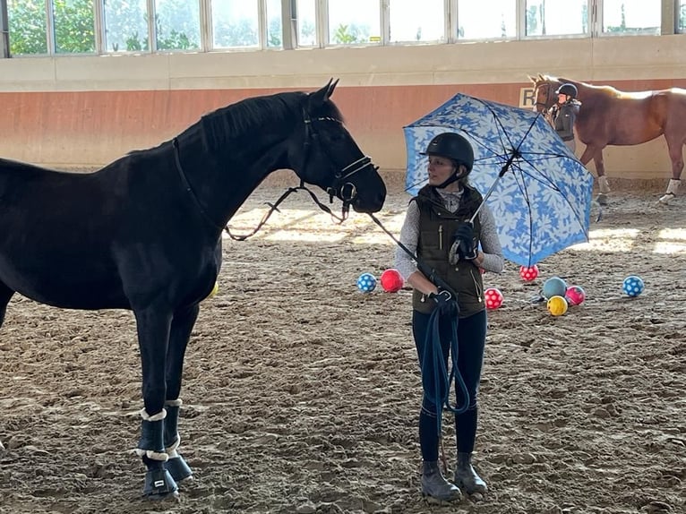 Koń oldenburski Wałach 10 lat 165 cm Kara in Bochum