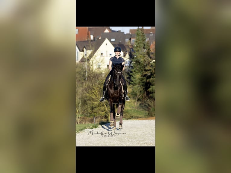 Koń oldenburski Wałach 10 lat 165 cm Kara in Lohr am Main