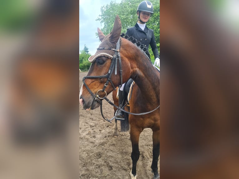 Koń oldenburski Wałach 10 lat 166 cm Gniada in Sankt Leon-Rot