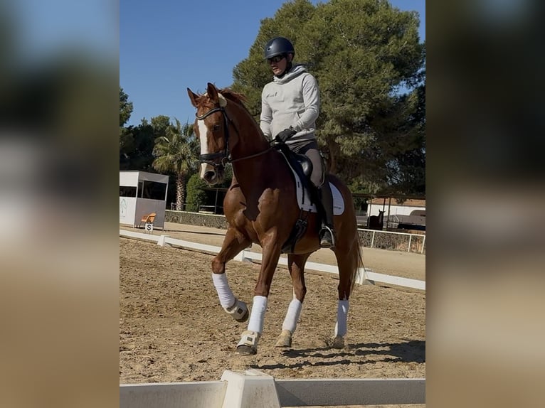 Koń oldenburski Wałach 10 lat 167 cm Ciemnokasztanowata in Elx/Elche