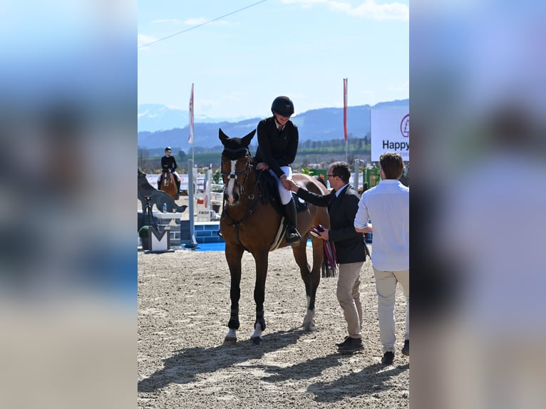 Koń oldenburski Wałach 10 lat 167 cm Gniada in Langenzersdorf